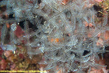 feather hydroids